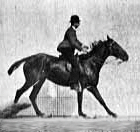 chevaux